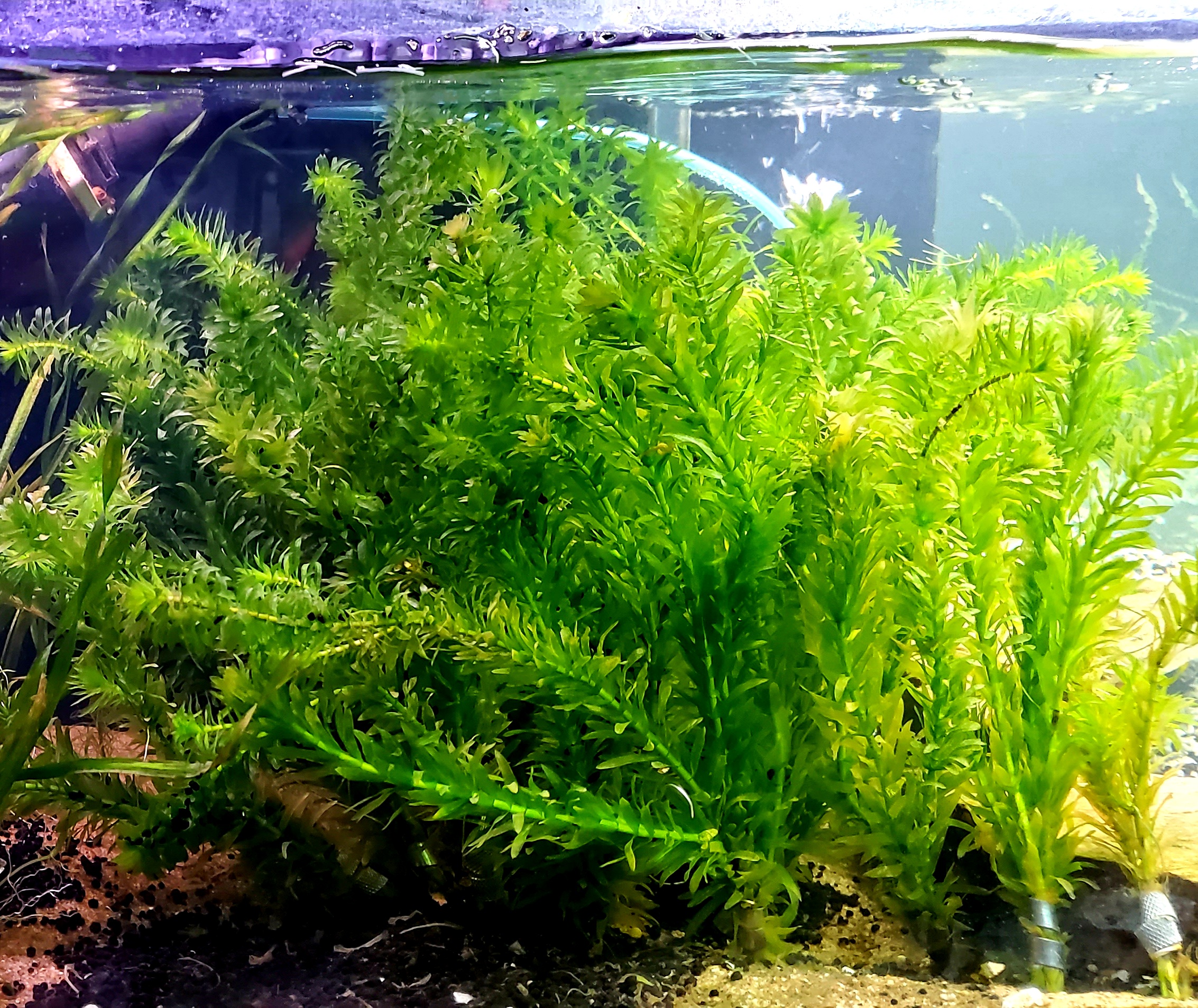 thumbnail interactive-video image 1 of Anacharis Egeria Densa Live Aquarium Plants - 5 Pack Fast Growing Aquatic Plants 1 of 4